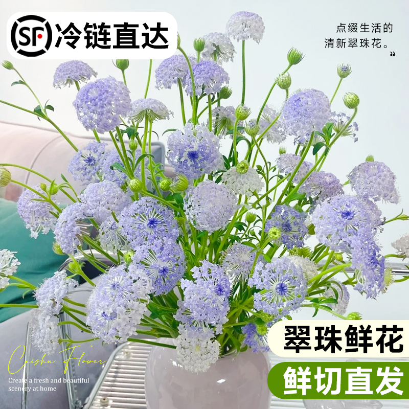 翠珠鲜花插花水养鲜切蕾丝花束装饰婚礼家庭客厅云南基地直发速递