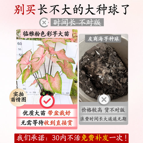 彩叶芋盆栽网红绿植花卉进口种球甜心粉色和声观叶植物室内好养活 - 图0