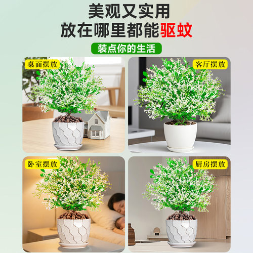 夜来香盆栽花树苗带花苞驱蚊绿植室内阳台四季花卉开花植物好养活 - 图3