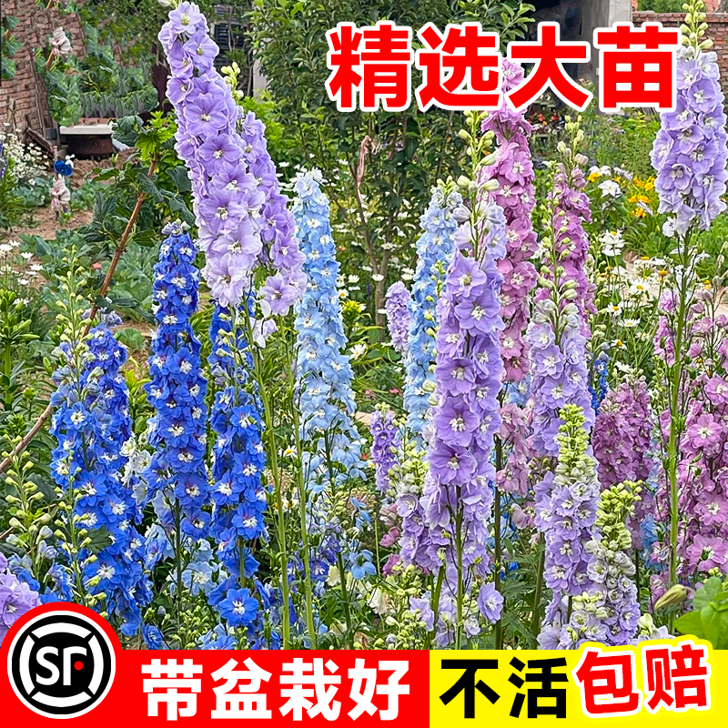 大花飞燕草花苗盆栽重瓣大苗花卉植物阳台室外四季好养活耐热绿植-图0