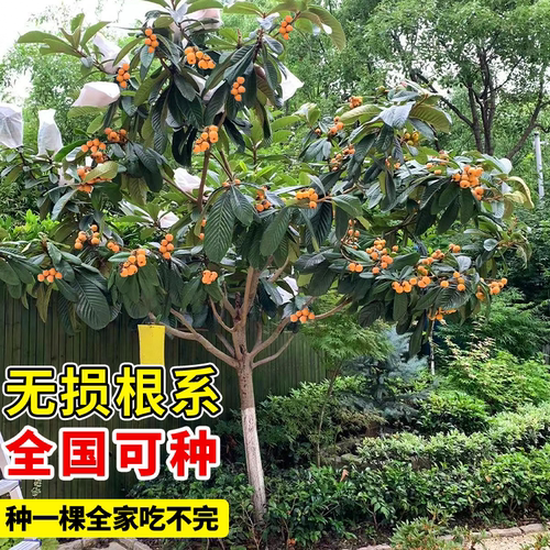 大五星枇杷苗树无核琵琶果树苗嫁接苗盆栽南方水果树果苗大果种植 - 图1