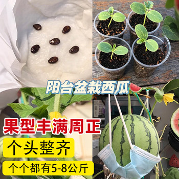 Rock Sugar Kirin Watermelon Seeds Southern Seedless Watermelon Potted Four Seasons Sweet Watermelon Seeds 8424 Melon Seeds