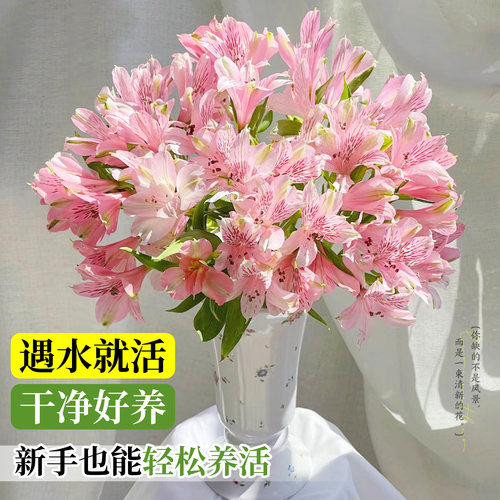 水仙百合鲜花六出花鲜切花卉插花材家用水养水培多头插瓶六初花束 - 图1