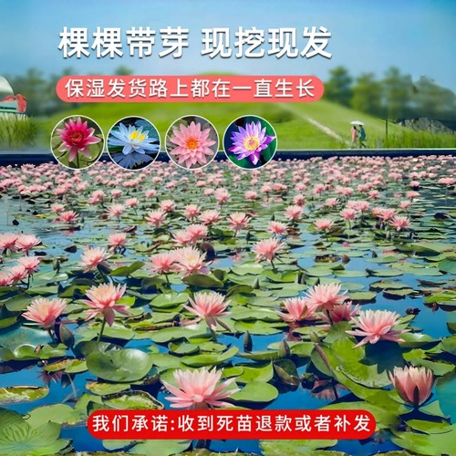 睡莲水培植物带花苞四季开花根块池塘水养花卉盆栽碗莲花根茎带芽 - 图0