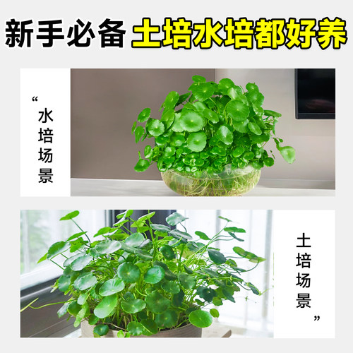 铜钱草水培植物大叶金钱草籽客厅绿植室内盆栽办公室花卉四季好养 - 图3