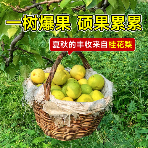 桂花梨树果苗嫁接苗苹果秋月梨当年结果南北方庭院种植盆栽果树沙 - 图1