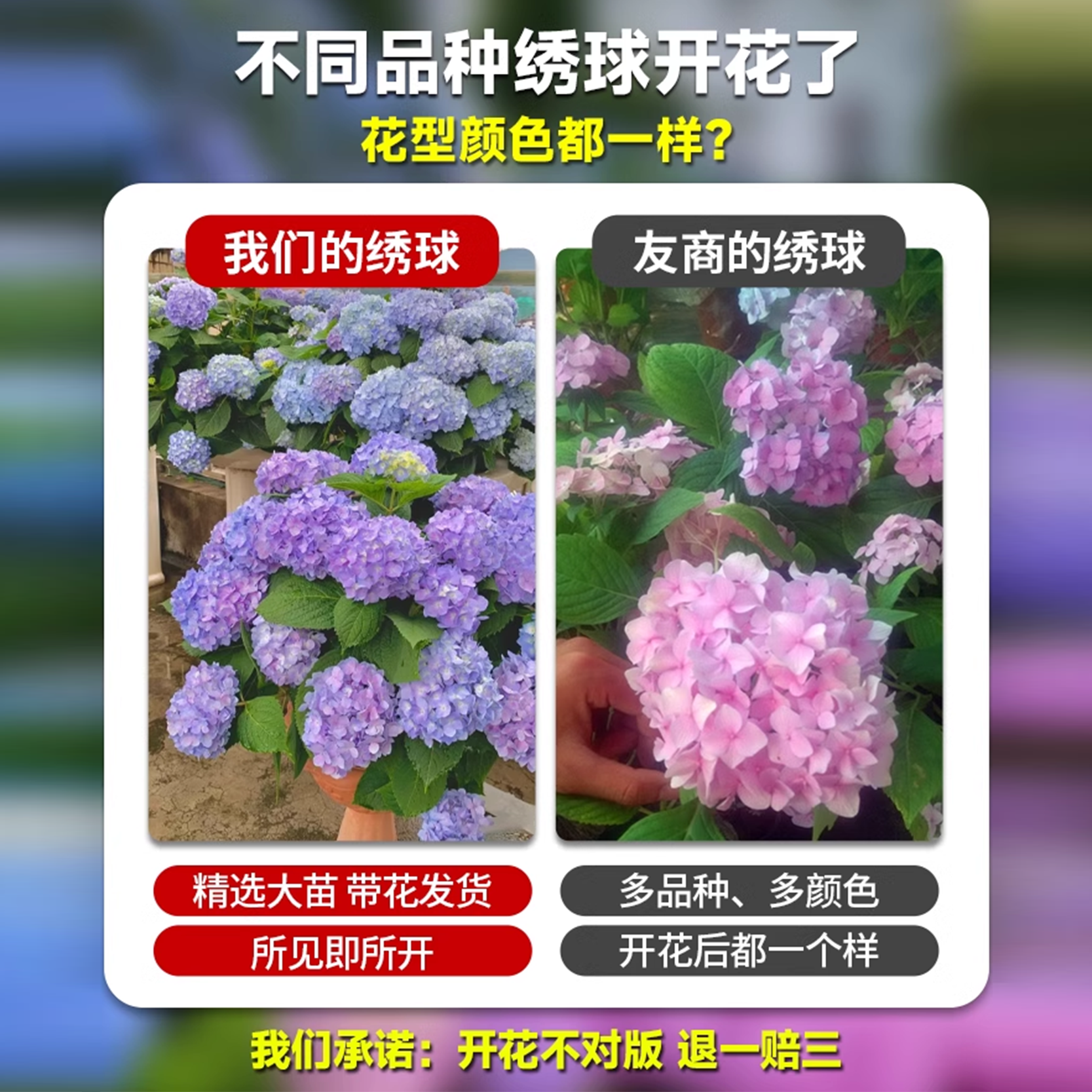 绣球花苗盆栽室内阳台庭院植物四季开花卉无尽夏带花苞耐寒老桩秀-图2