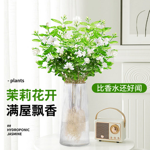 茉莉花水培植物盆栽带花苞办公室内桌面好养懒人鲜花绿植水养花卉 - 图1