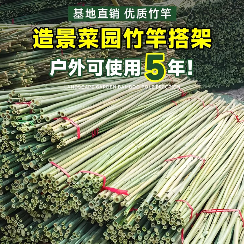 竹竿菜园搭架蔬菜黄瓜番茄豆角架杆竹篱笆栅栏小竹子细竹竿葡萄架 - 图0