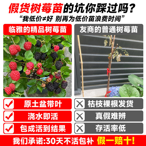 树莓苗双季覆盆子果树苗盆栽地栽南北方种植当年结果红黄黑树莓苗 - 图0