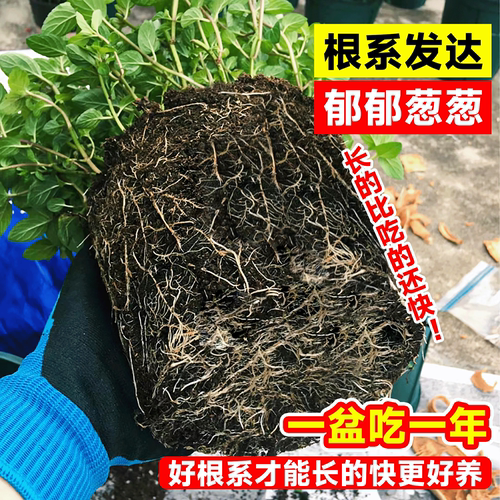 薄荷盆栽可食用大苗室内驱蚊绿植迷迭香四季香草植物柠檬猫薄荷叶 - 图0