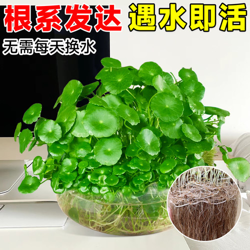 铜钱草水培植物大叶金钱草籽客厅绿植室内盆栽办公室花卉四季好养 - 图1