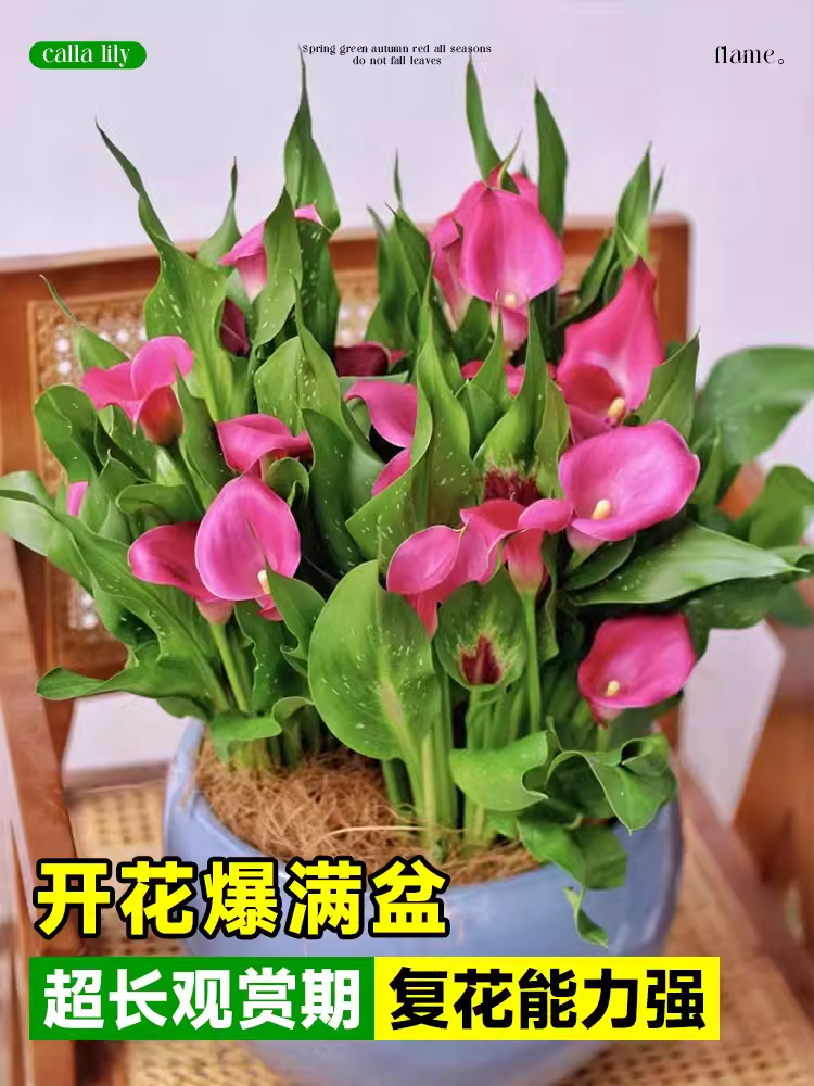 【临雅旗舰店直播专拍】马蹄莲盆栽带花苞白色黑色紫色橙四季开花 - 图2