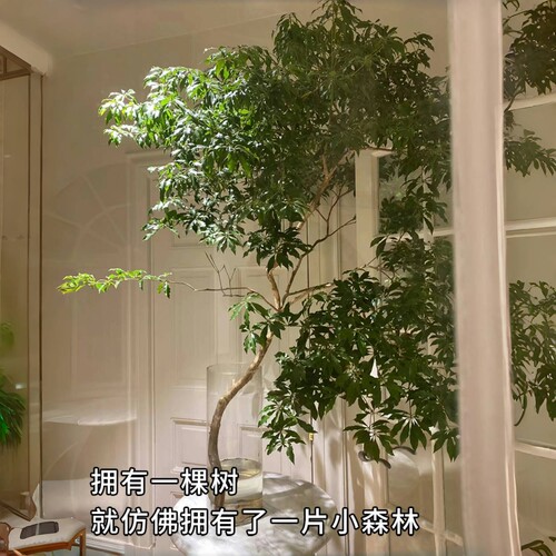 马醉木水培植物鲜切枝条盆栽真树室内小绿植日本吊钟客厅水养鲜花 - 图2