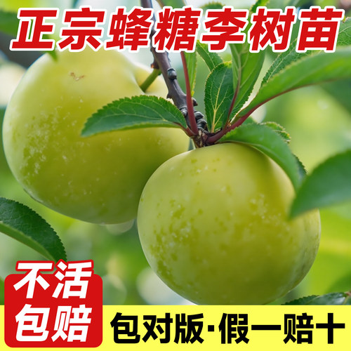 正宗蜂糖李子树苗特大果树果苗大全矮化带土新品种盆栽贵州六马 - 图3