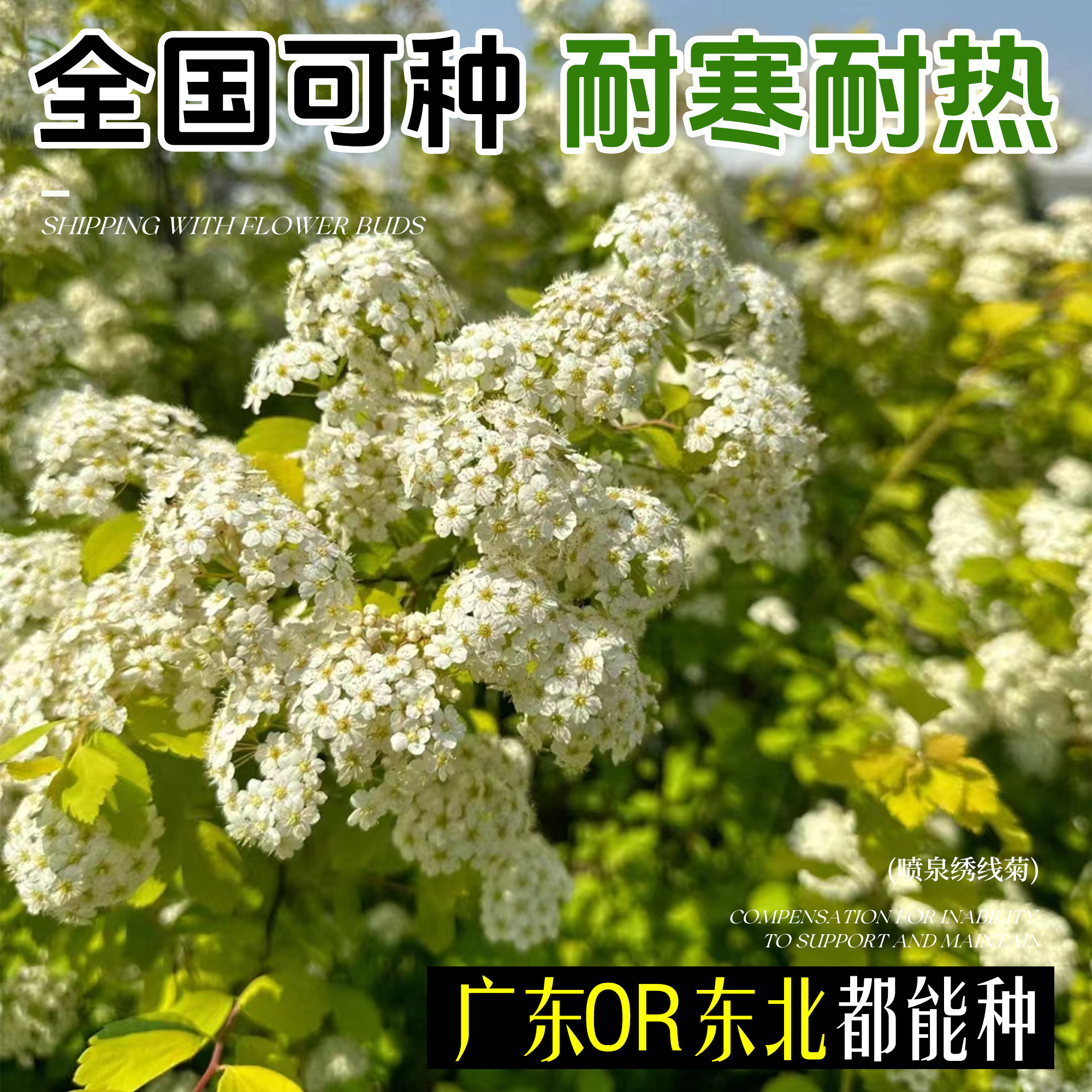 黄金喷泉绣线菊重瓣金叶小手球溲疏雪樱花喷雪花树苗雪柳盆栽花卉 - 图2