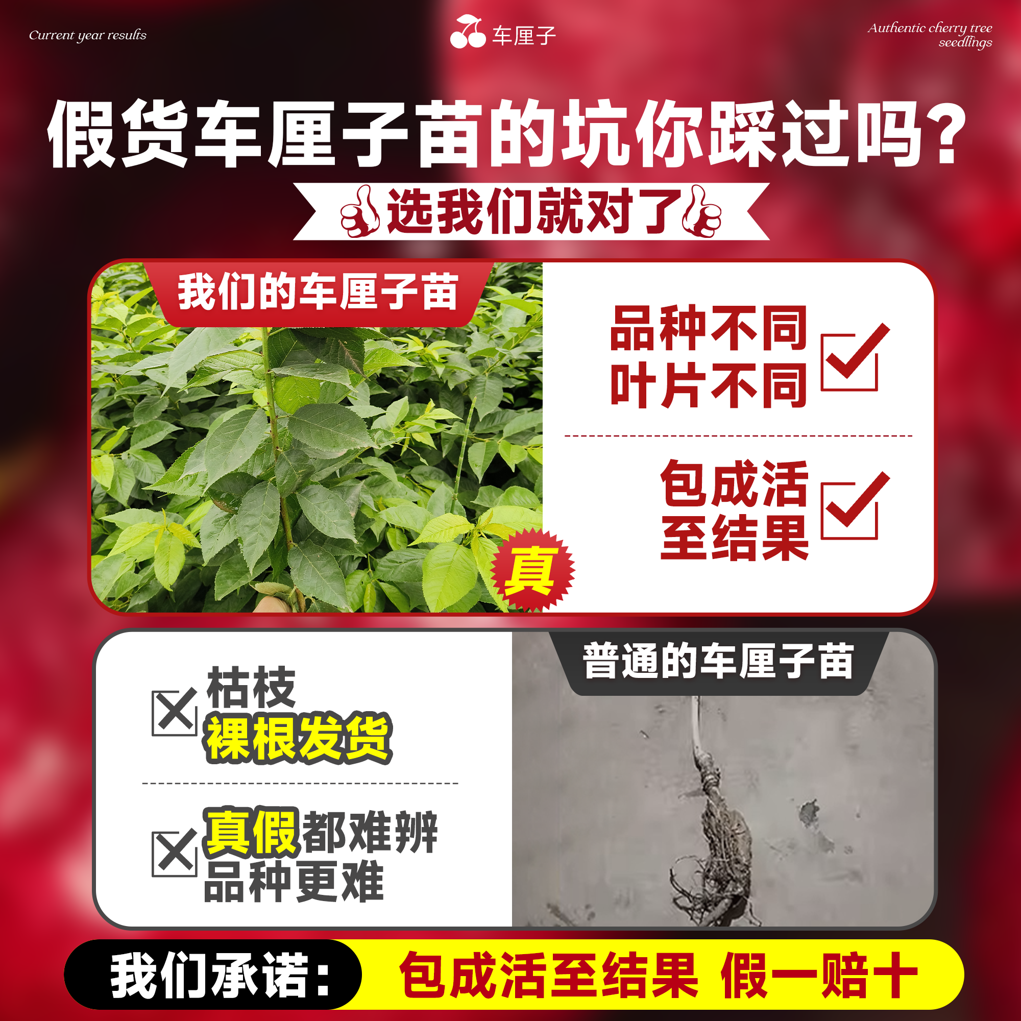 车厘子树苗正宗樱桃树苖矮化特大嫁接果树庭院名贵南北方种植盆栽-图0