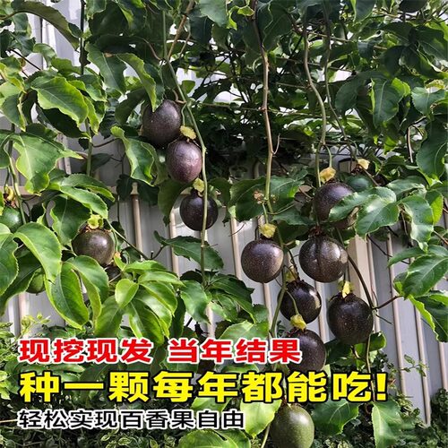 广西钦蜜9号百香果苗四季不断结果黄色水果盆栽树苗果树纯甜种植 - 图1