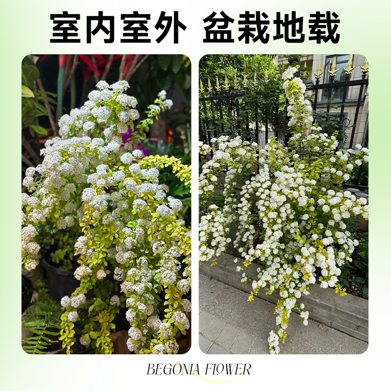 黄金喷泉绣线菊重瓣菱叶秀锈线菊小手球溲疏盆栽阳台庭院花卉花苗 - 图3