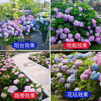 绣球花苗 盆栽室内阳台庭院植物四季开花卉无尽夏八仙带花耐寒 虎窝淘