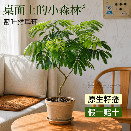 网红密叶猴耳环盆栽ins风室内桌面绿植老桩日本进口热植耐阴好养 - 图0