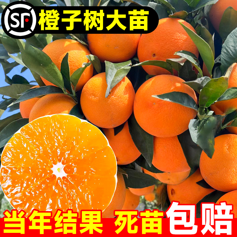 赣南脐橙树苗果冻橙子果树嫁接砂糖橘果苗当年结果沃柑大桔子盆栽