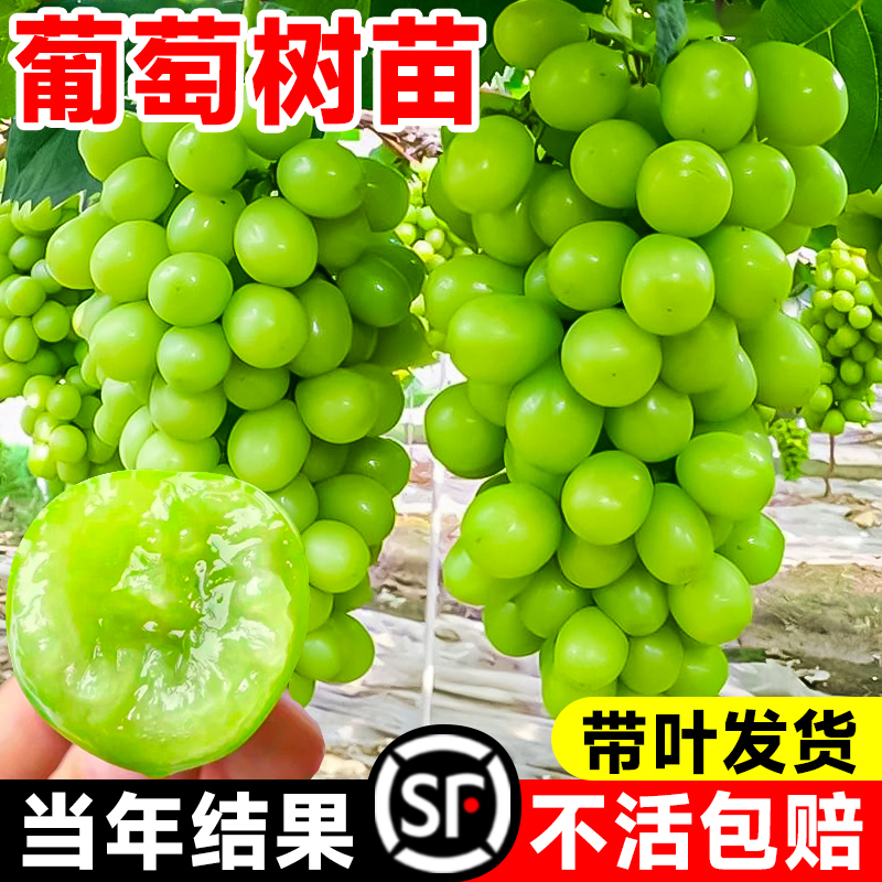 葡萄树苖阳光玫瑰果树果苗盆栽晴王南方种植巨峰无籽提子藤苗老桩-图3