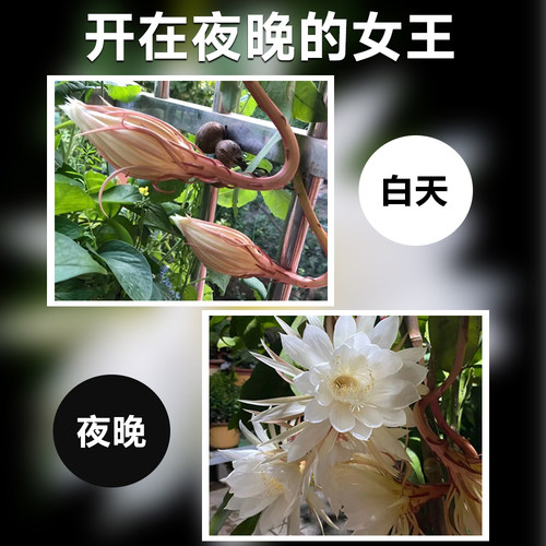 四季昙花盆栽带花苞小叶大叶卷叶昙花花苗可食用阳台浓香花卉植物 - 图2
