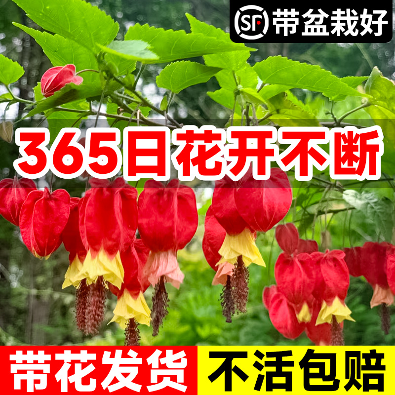 灯笼花盆栽四季开花苗爬藤植物阳台室内外倒挂金钟花卉树苗风铃花 - 图0