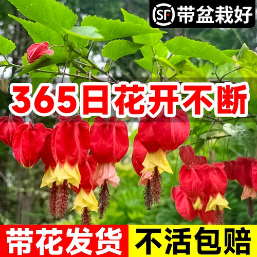 灯笼花盆栽四季开花苗爬藤植物阳台室内外倒挂金钟花卉树苗风铃花 - 图3