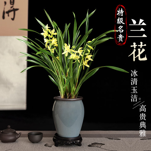 兰花盆栽带花苞大苗香兰草直销带土四季浓香名贵建兰花卉植物室内 - 图0