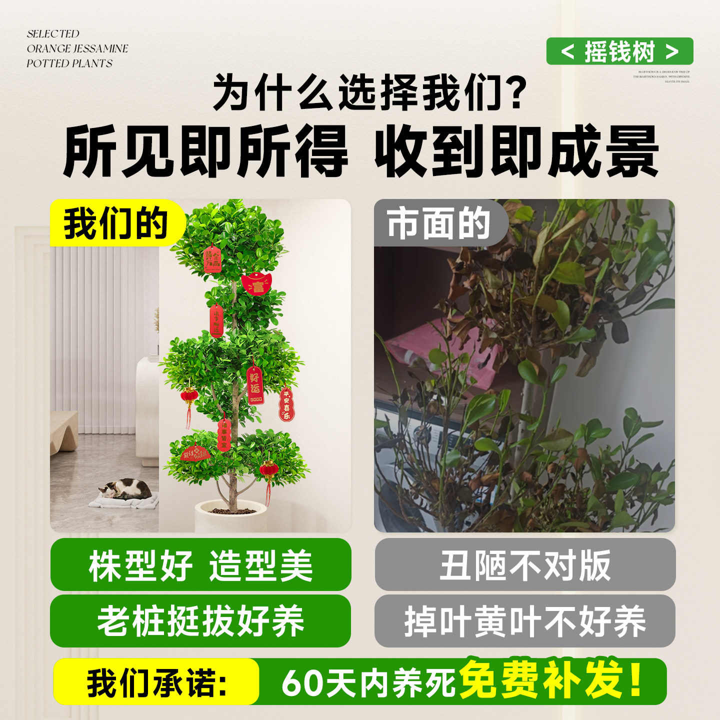 摇钱树盆栽金钱榕办公室大型发财树乔迁之喜室内客厅绿植招财榕树,淘宝优惠券,粉丝福利购,淘宝优惠卷