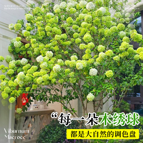 中华木绣球大花斗球树苗绣球花苗四季花卉开花盆栽庭院室外风景树 - 图2