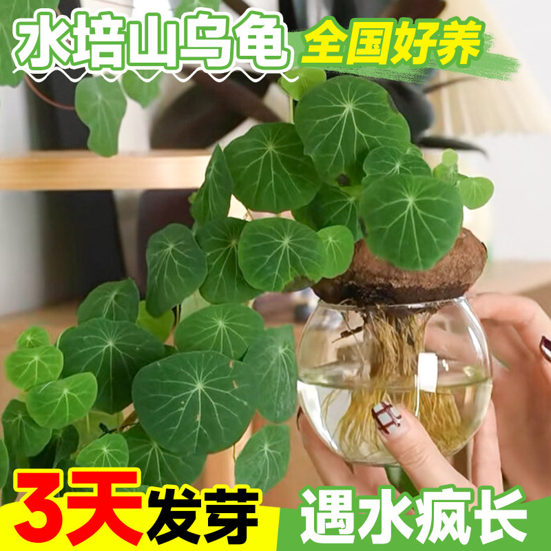 水培山乌龟爬藤植物办公室内桌面好水养活观叶绿植一叶龟种球盆栽,淘宝优惠券,粉丝福利购,淘宝优惠卷