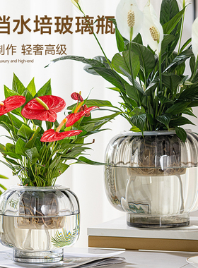 水培花瓶玻璃瓶红掌吊兰绿萝