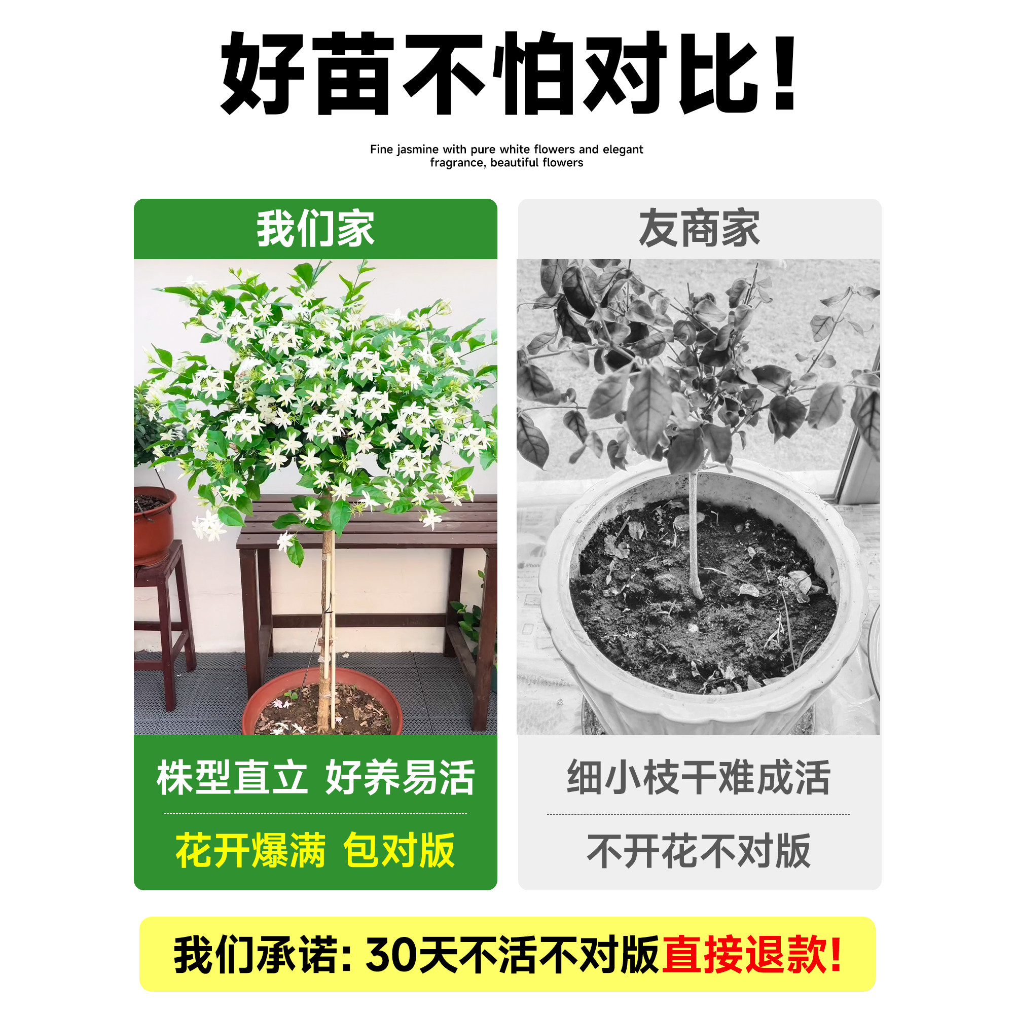 单瓣笔尖茉莉老桩独杆重瓣茉莉花带花苞花苗好养四季绿植开花盆栽,淘宝优惠券,粉丝福利购,淘宝优惠卷