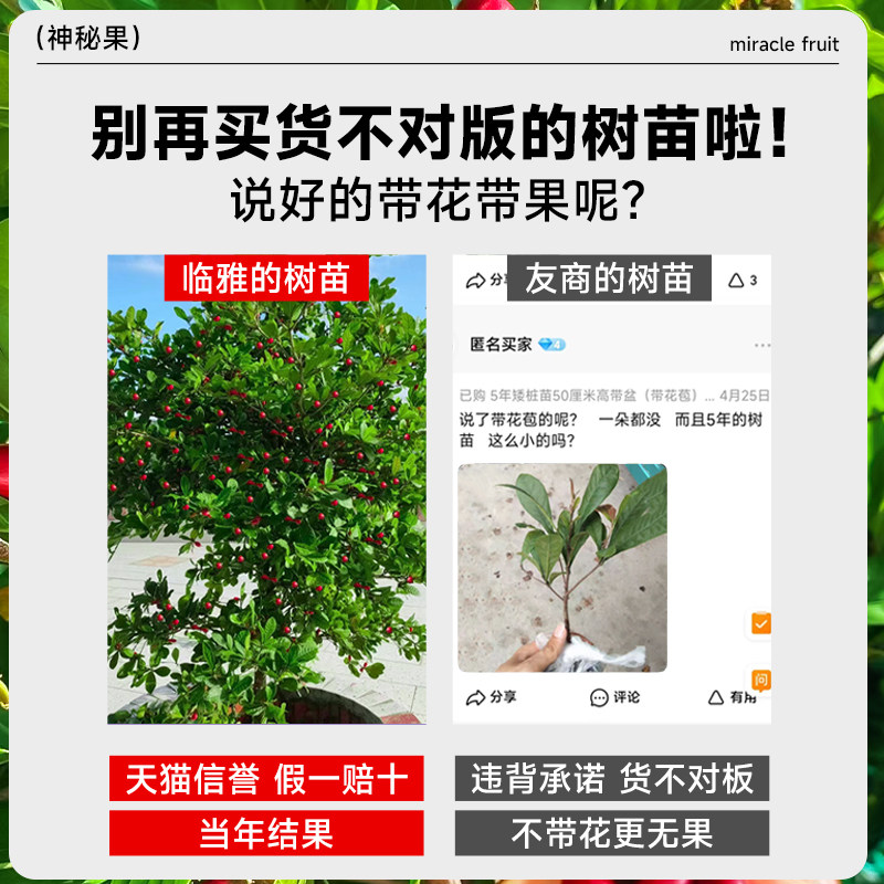 神秘果果树果苗盆栽云南神秘果鲜果干变味果四季阳台庭院盆栽地栽,淘宝优惠券,粉丝福利购,淘宝优惠卷