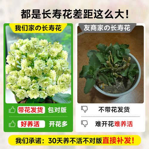 长寿花盆栽四季重瓣大花花苗开花绿巴黎金狐狸室内花卉老桩绿植物 - 图0