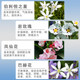 ເຢຍລະມັນ mivolis Bach Flower Lozenges