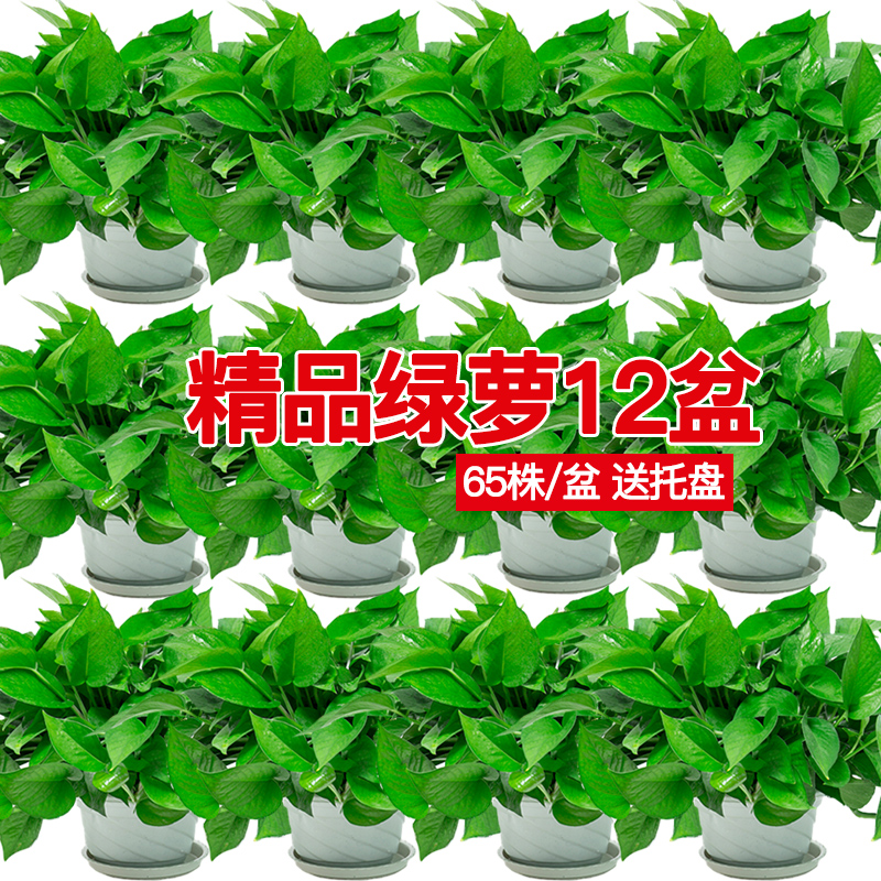 绿萝盆栽吸甲醛长藤植物花卉新房净化空气绿植易活水培除甲醛绿箩-图0