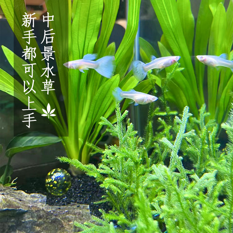 99种中后景水草鱼缸水族箱草缸新手造景植物活体淡水红宫廷红丁香