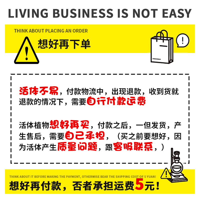 紫红丁香中后景有茎类活体水草鱼缸装饰用淡水植物易发色荷兰造景 - 图2