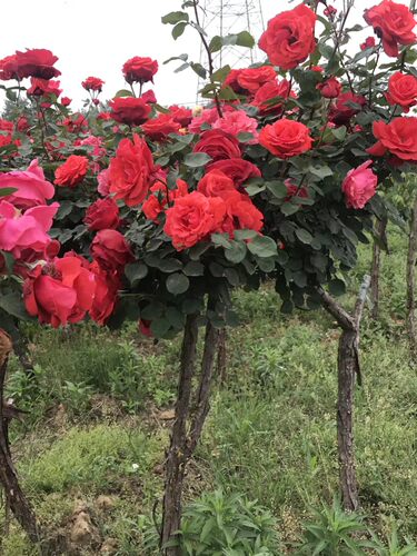 树状月季树大花老桩高桩月季树桩月季嫁接棒棒糖月季树月季 - 图2
