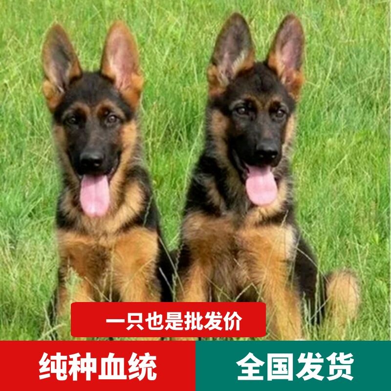 德牧幼犬纯种看家护院黑背犬幼犬德国牧羊犬赛级弓背德牧幼犬 猛犬养殖基地a 淘优券