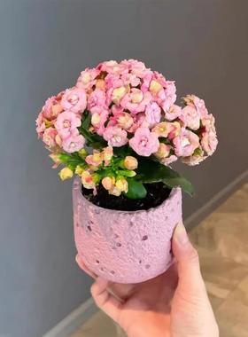 长寿花摆件桌面客厅摆件家居装饰办公室摆件工位稳定情绪神器礼物