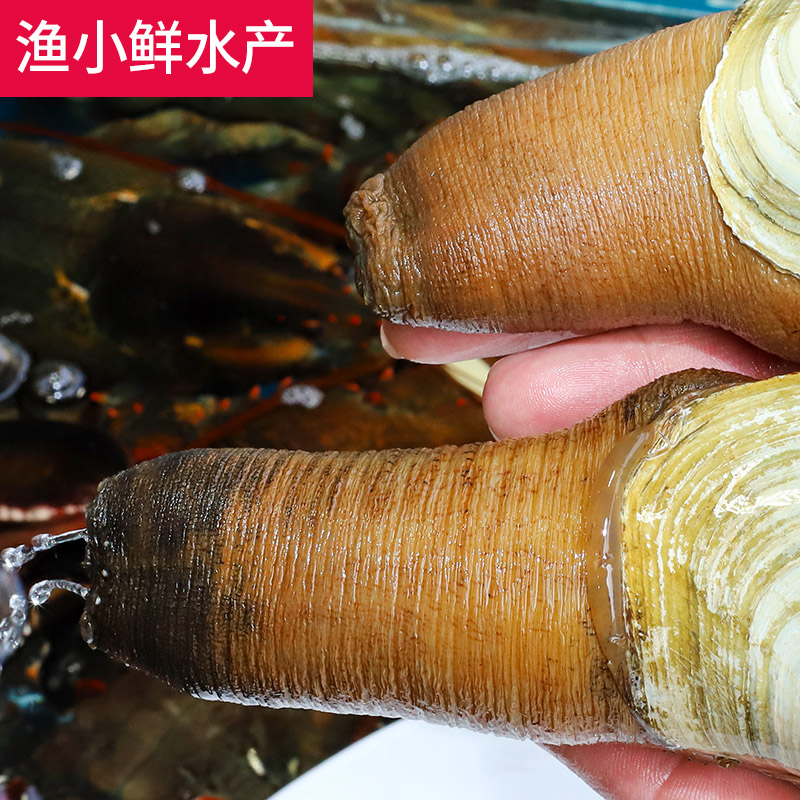 海鲜象拔蚌鲜活1斤左右象牙蚌海鲜即食象鼻蚌水产鲜活象鼻蚌刺身 - 图1