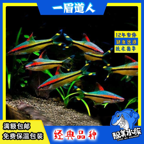 一眉道人草缸群游鱼缸中型观赏鱼热带鱼南美造景鼠鱼刚果美人包邮 - 图2