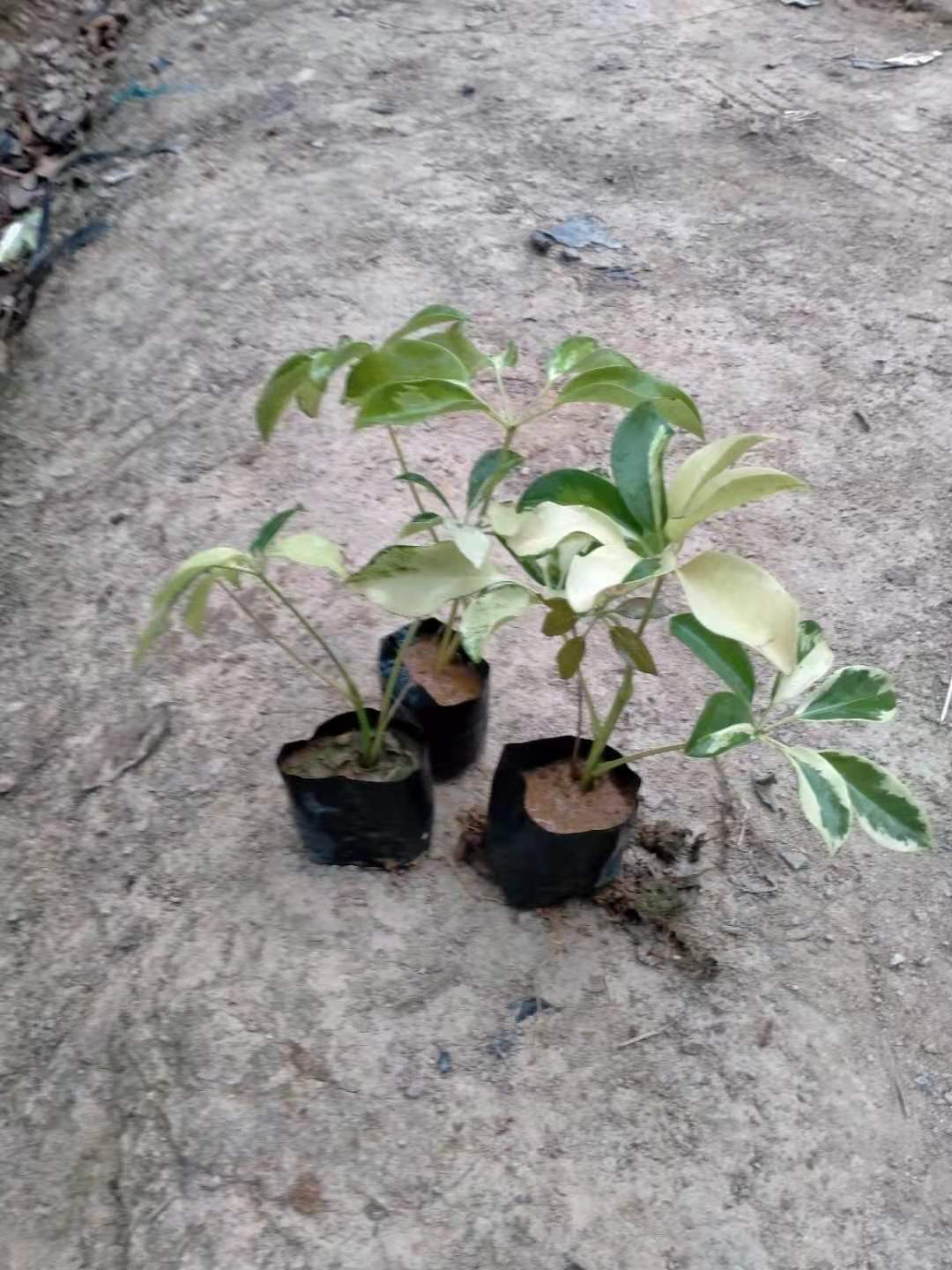 花叶鸭脚木鸭掌木招财树七叶莲鹅掌柴室内盆栽净化空气吸甲醛-图1