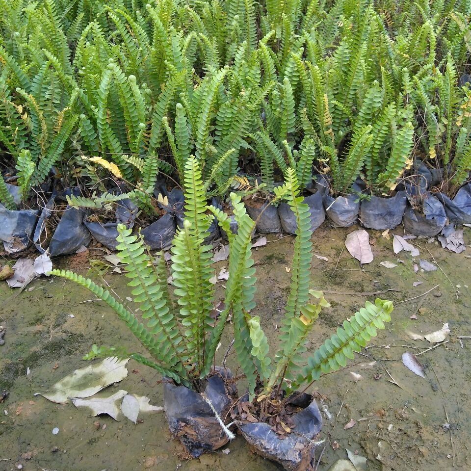 肾蕨植物盆栽室内净化空气桌摆好养耐阴客厅吸甲醛庭院观叶排骨草-图1