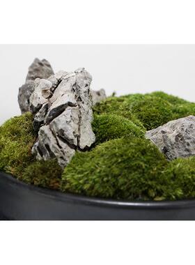 新中式彷真植物微景观永生苔藓彷生青苔室内造景茶室茶几前台摆件